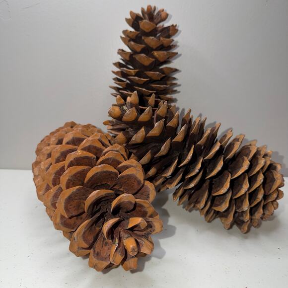 Large Sugar Pine Cone 10"-12" Tall Fall & Christmas Craft Decor - Picture 1 of 5